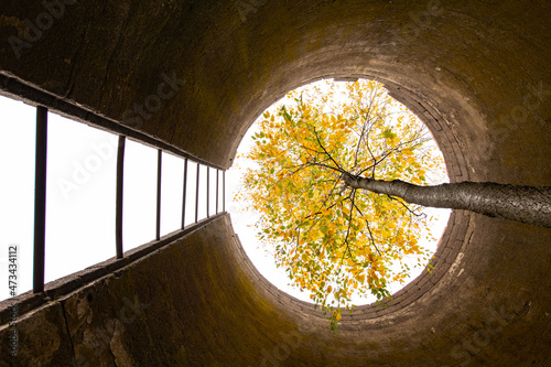 A Tree Grows Up Through a Tall Abandoned Silo photo