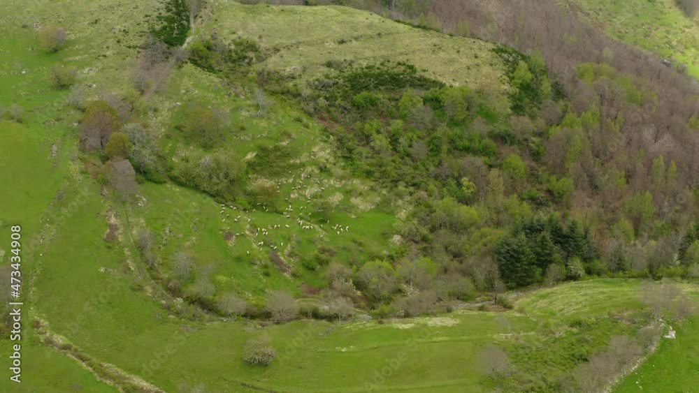 Aerial Panning Flock Of Sheep Grazing On Landscape Of Hill - Apennine Mountains, Italy Aerial Panning Flock Of Sheep Grazing On Landscape Of Hill - Apennine Mountains, Italy