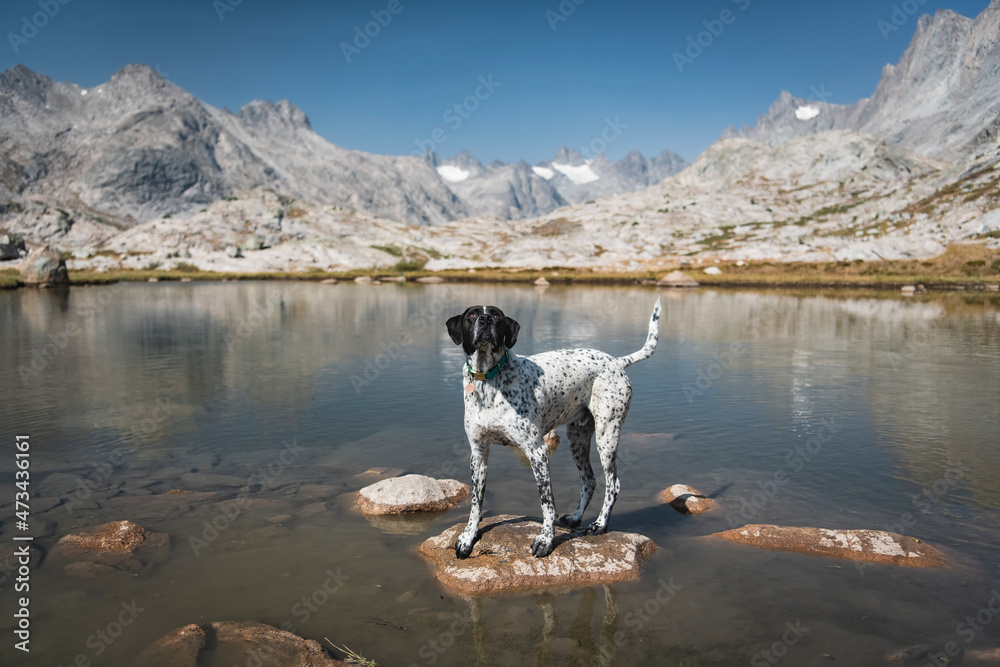 Pointer dog standing on rock in lake against mountains Pointer dog standing on rock in lake against mountains