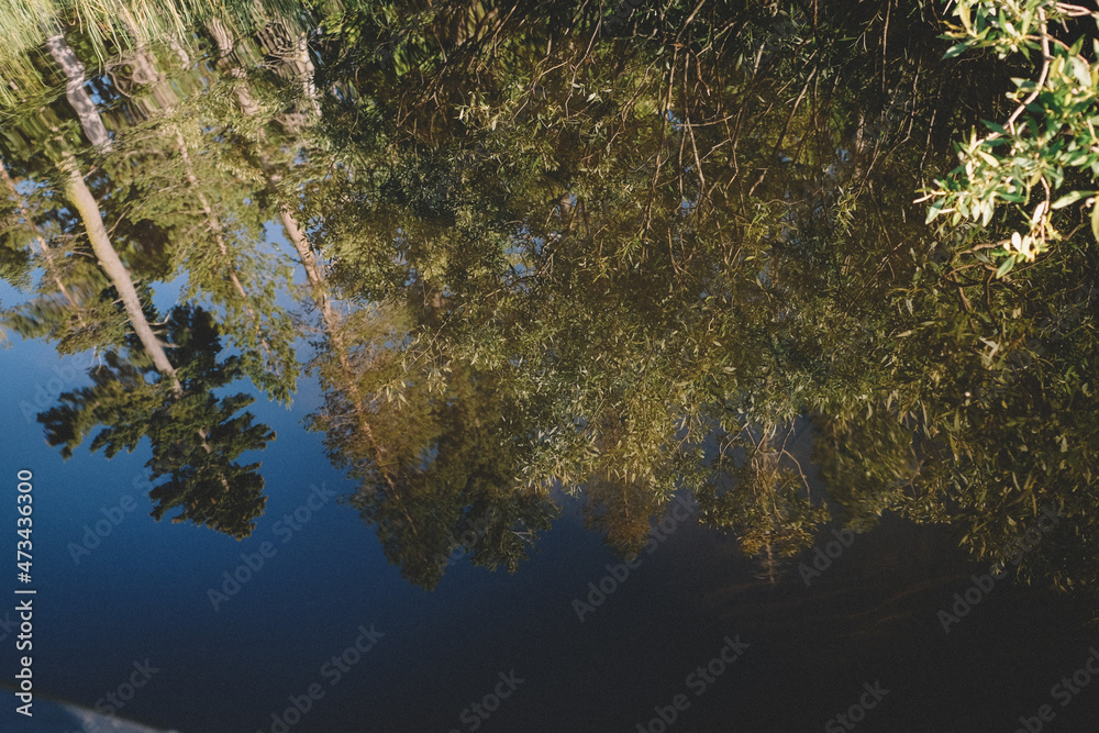 Pretty watery reflection of pine trees and willow Pretty watery reflection of pine trees and willow