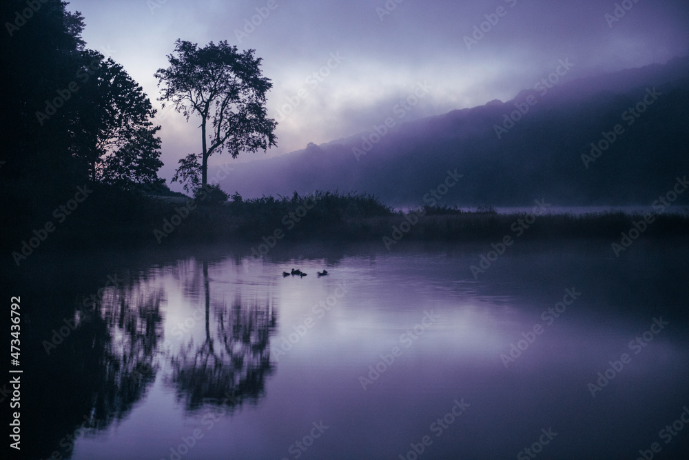 Ducks Swimming in Idyllic WV Lake during Foggy Colorful Sunrise Ducks Swimming in Idyllic WV Lake during Foggy Colorful Sunrise