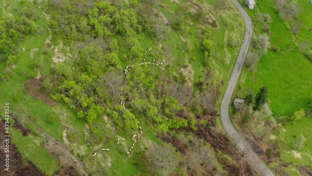 Aerial Panning Flock Of Sheep Walking Amidst Green Plants, Drone Flying Over Landscape - Apennine Mountains, Italy Aerial Panning Flock Of Sheep Walking Amidst Green Plants, Drone Flying Over Landscape - Apennine Mountains, Italy
