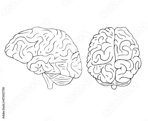 Vector hand drawn doodle sketch human brain isolated on white background