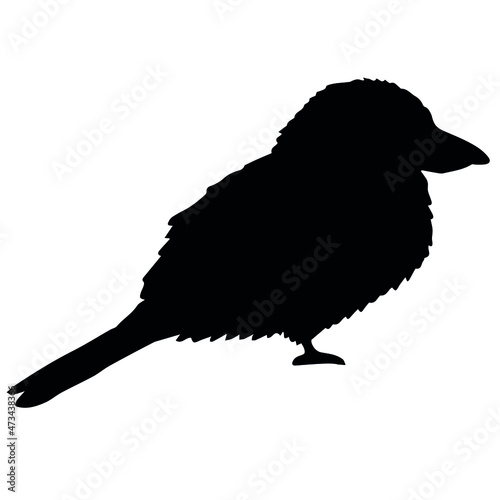 Vector hand drawn doodle sketch kookaburra bird silhouette isolated on white background photo