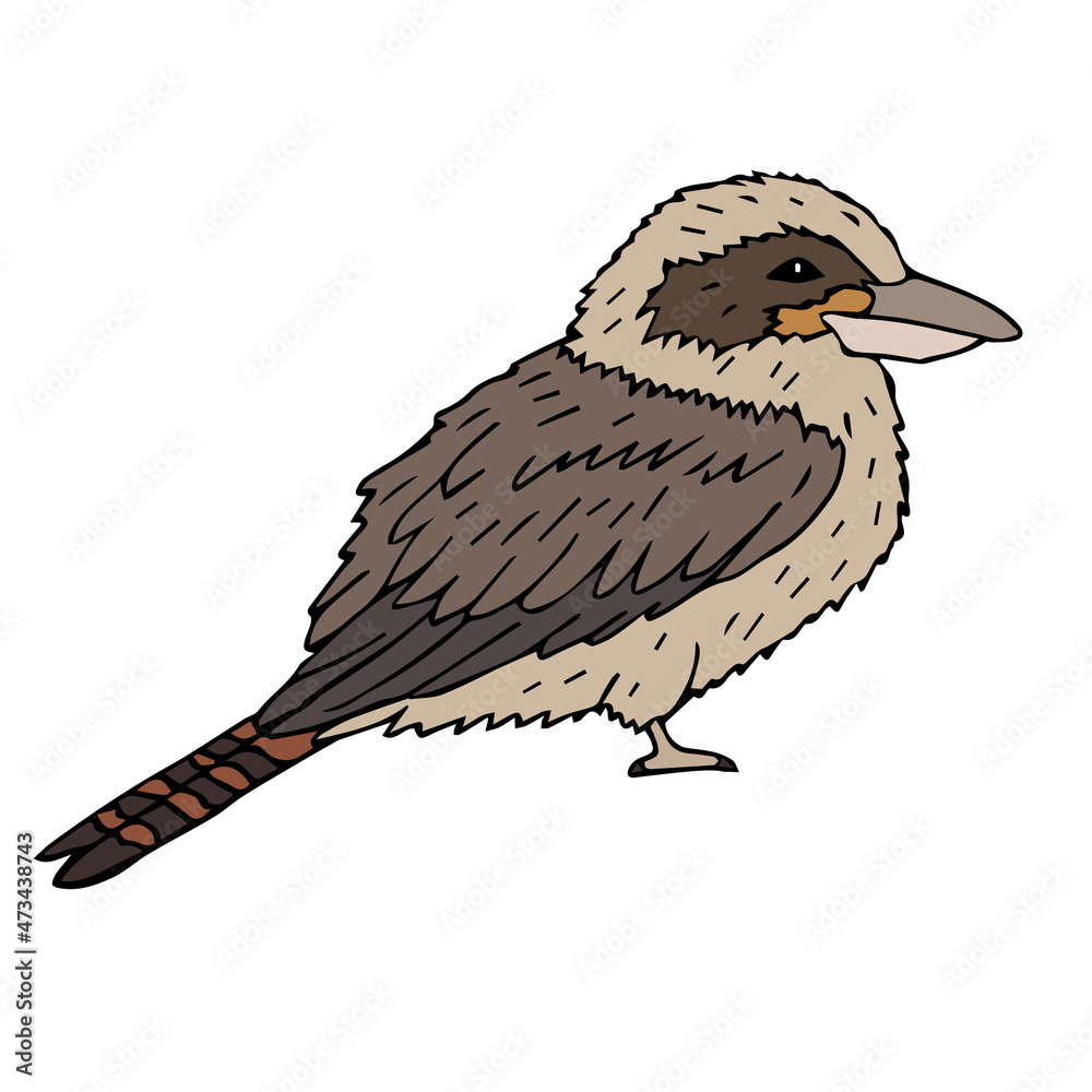 Fototapeta premium Vector hand drawn doodle sketch colored kookaburra bird isolated on white background