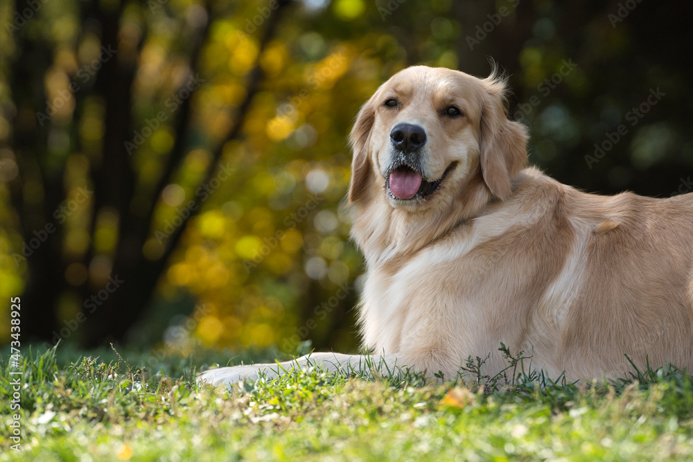 舌を出して幸せそうなゴールデンレトリバー