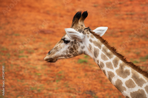 Fototapeta Naklejka Na Ścianę i Meble -  Close-up of the head of giraffe