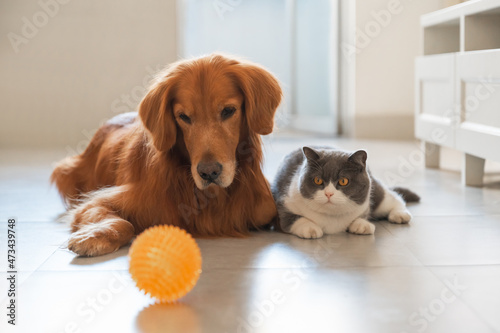 Photography British Shorthair and Golden Retriever looking at toy ball
