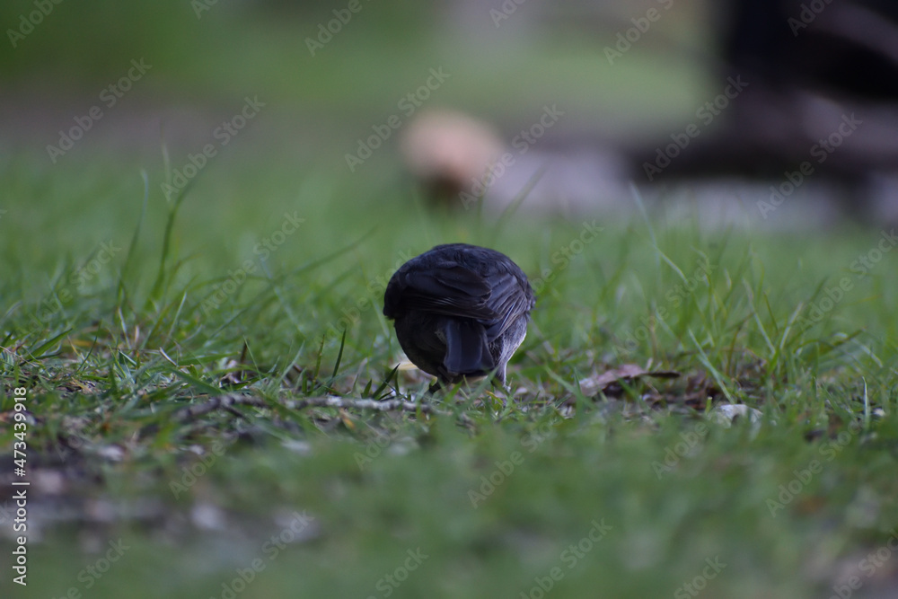 squirrel in the grass squirrel in the grass