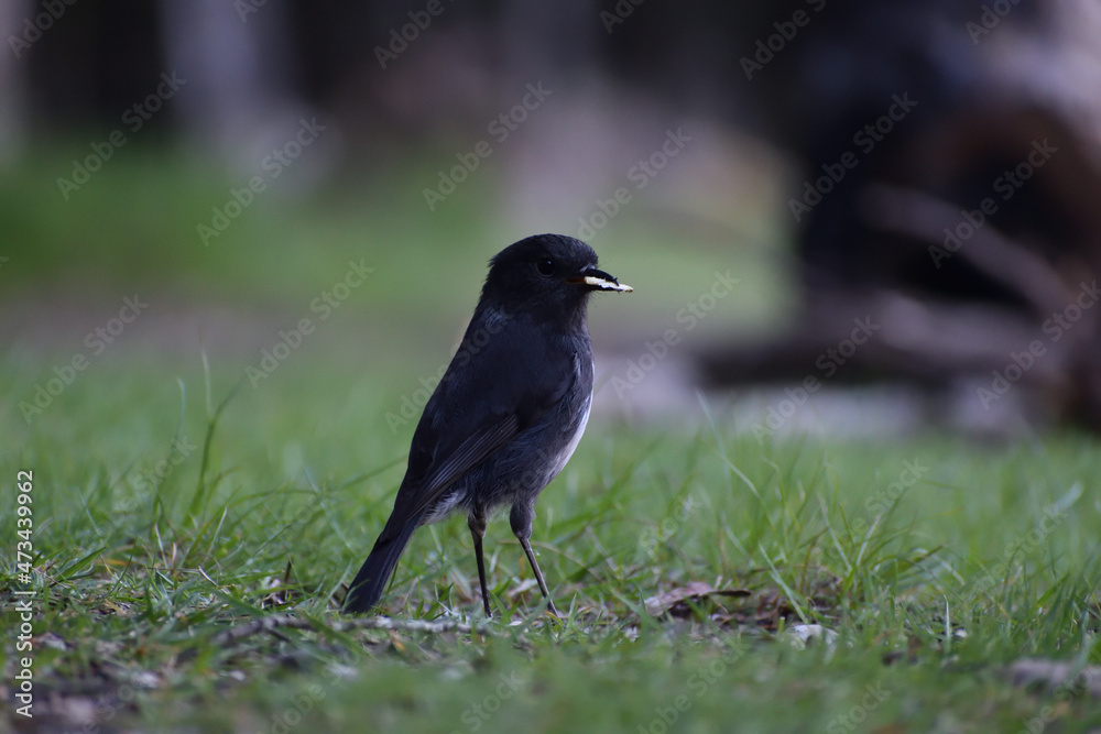 blackbird on the grass blackbird on the grass