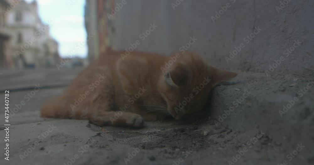 Sick and dying cat on the streets in Havana, Cuba Sick and dying cat on the streets in Havana, Cuba