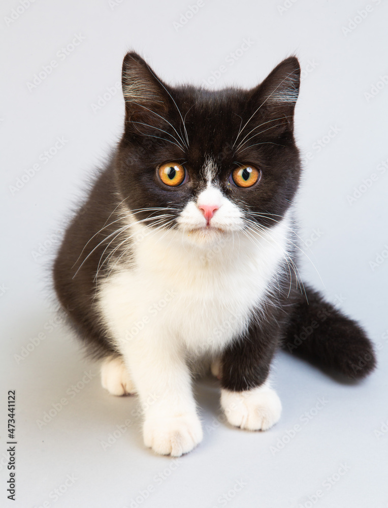 Fototapeta premium 白と黒のショートヘア 子猫