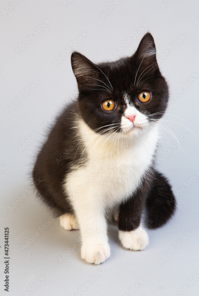 白と黒のショートヘア　子猫