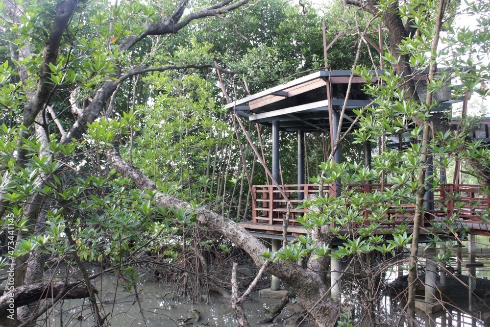 Raised wooden lookout hut over water in a mangrove forest in southeast Asia. Platform or terrace for viewing nature. Raised wooden lookout hut over water in a mangrove forest in southeast Asia. Platform or terrace for viewing nature.