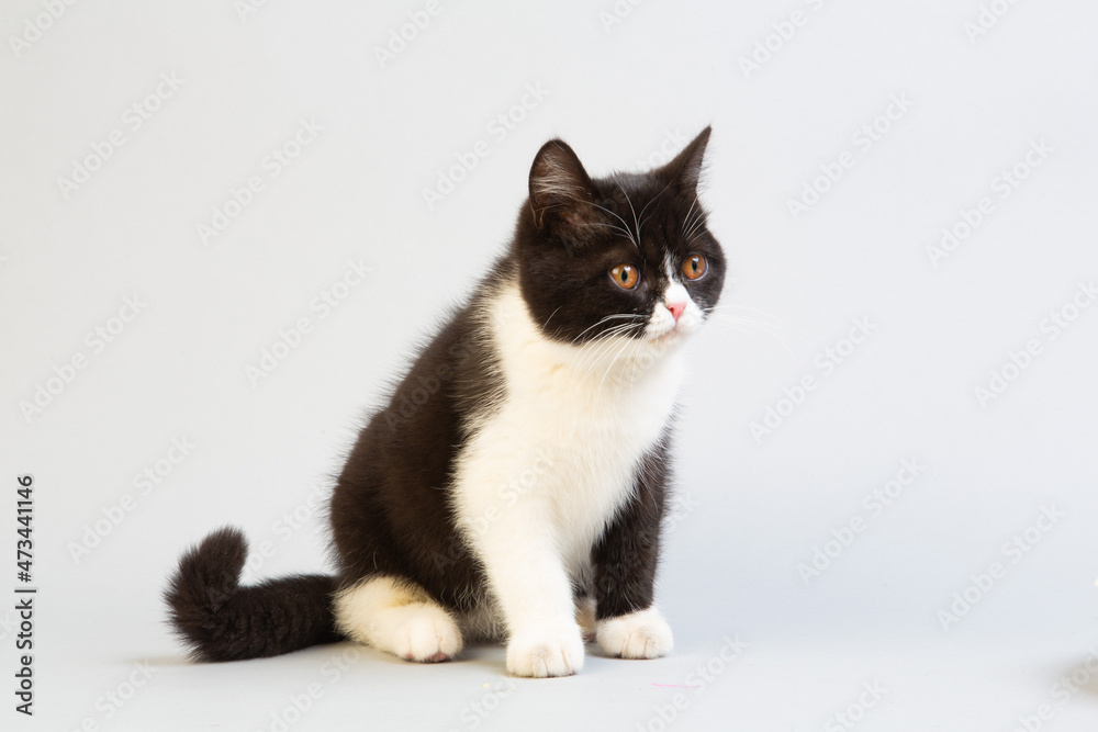 白と黒のショートヘア　子猫
