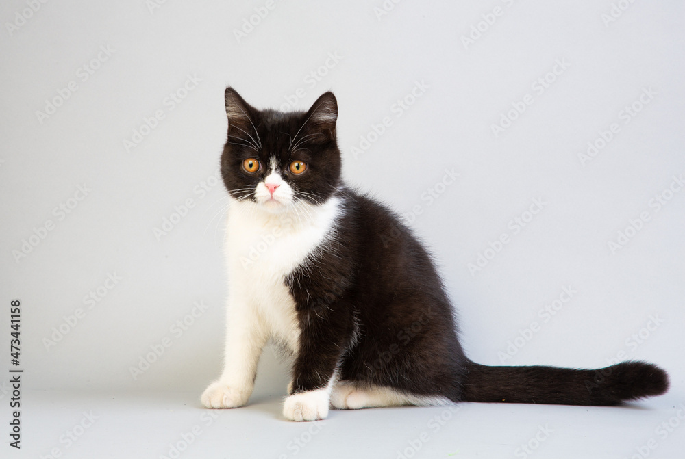 Fototapeta premium 白と黒のショートヘア 子猫