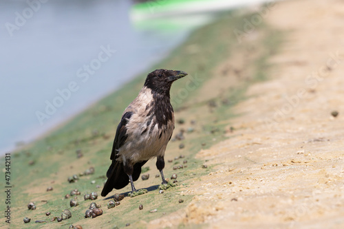 Hooded crow stands on the sandy bank of the Dnieper river.Crow with gray black plumage walks along the shore strewn with shells.