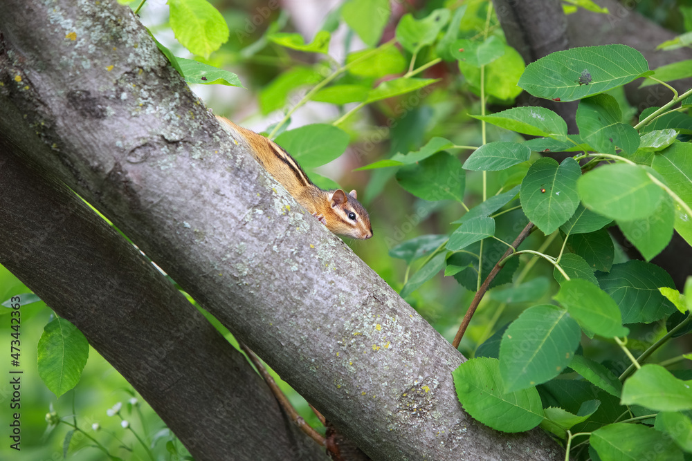 Small chipmunk sitting on a tree branch