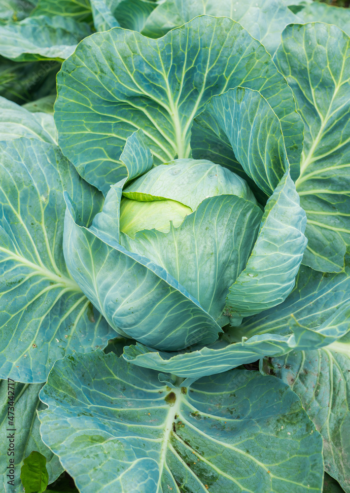 Obraz premium Green cabbage on the farm field. Selective focus. Shallow depth of field.