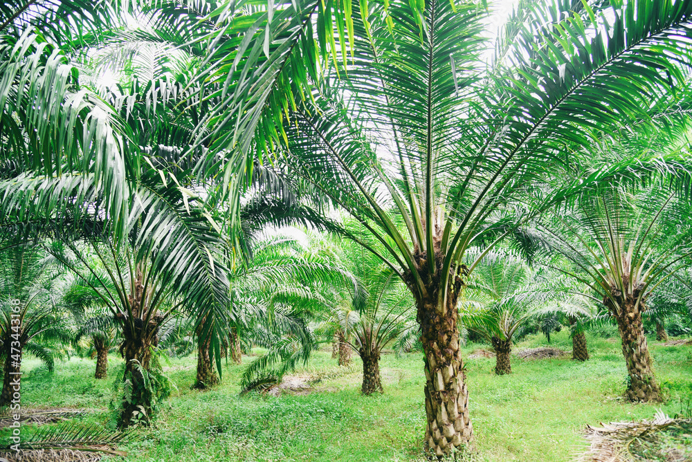 Obraz premium Tropical tree plant palm tree fields nature agricultural farm palm plantation, Palm oil of crops in green