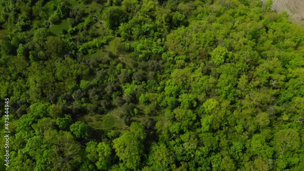 Aerial Top Forward Growth Of Plants And Trees In Forest During Sunny Day - Apennine Mountains, Italy Aerial Top Forward Growth Of Plants And Trees In Forest During Sunny Day - Apennine Mountains, Italy