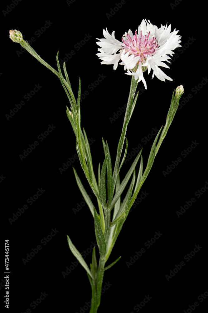 Fototapeta premium White-pink flower of cornflower, lat. Centaurea, isolated on black background