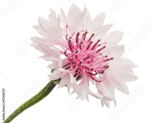 Photos White-pink flower of cornflower, lat