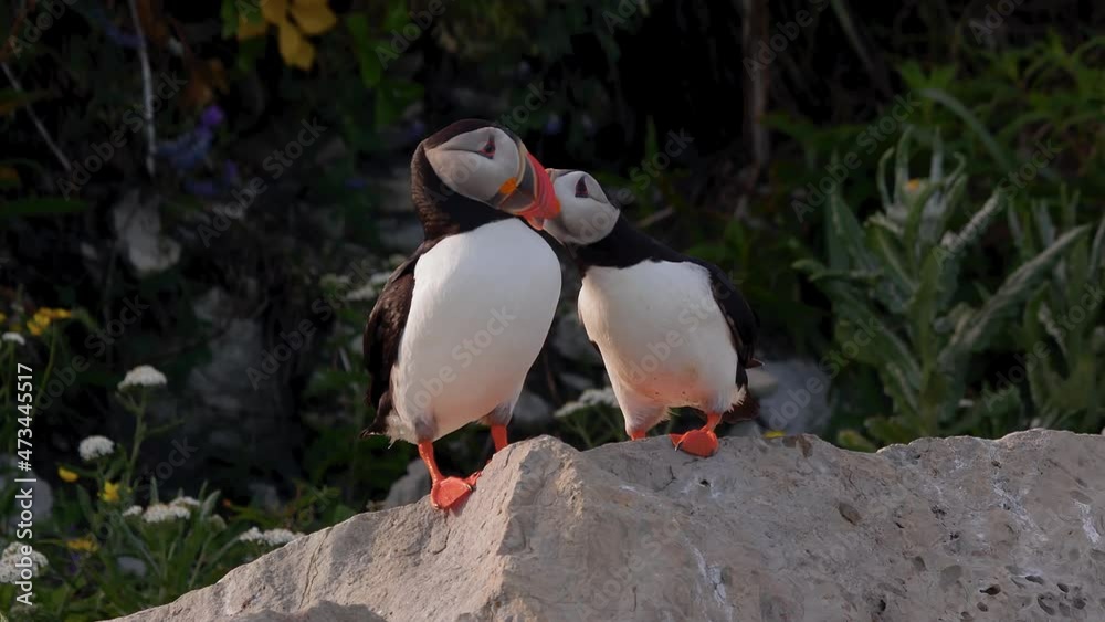 Cute Atlantic puffin couple bird loving each other on a rock at sunset