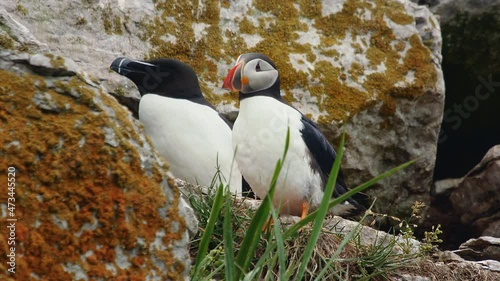 Atlantic puffin bird cleaning his feathers with razorbill couple behind photo