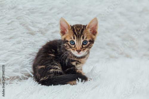 Little marble bengal kitten on the white fury blanket © Smile