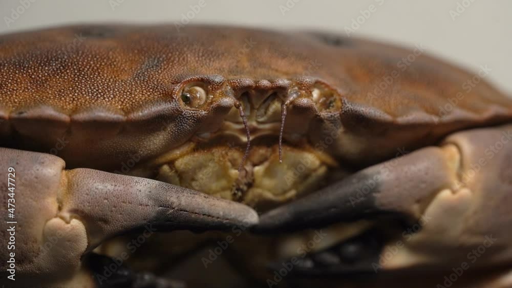 Close up shot of adark brown edible crab at a seafood shop - macro