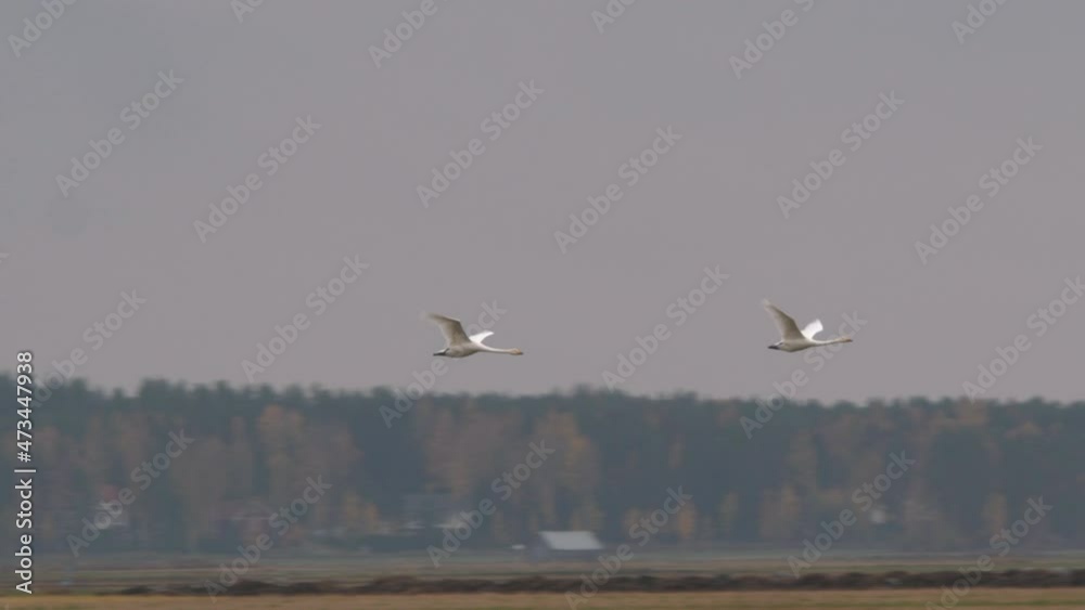 Swans flying over rural field in dark autumn season, tracking shot Swans flying over rural field in dark autumn season, tracking shot