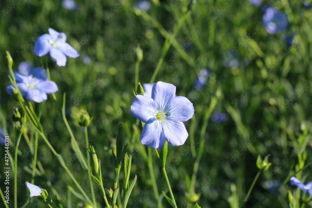 Fototapeta premium blue flowers in the garden
