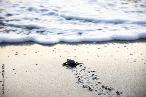 turtle footprints