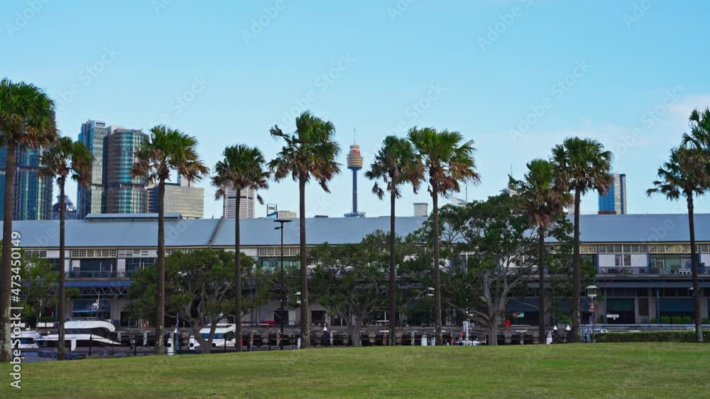 Sydney skyline Cityscape with a view of the CBD. Bird flying in slow motion in front of palm trees. Australia, Pyrmont 4k 120 fps Sydney skyline Cityscape with a view of the CBD. Bird flying in slow motion in front of palm trees. Australia, Pyrmont 4k 120 fps