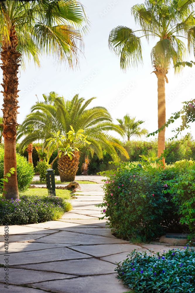 Beautiful landscape of palm trees and walking path in a hotel in Egypt