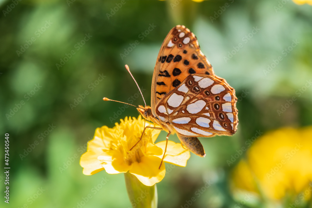 Obraz premium A butterfly, a queen of Spain fritillary, lat. Issoria lathonia, sitting on a yellow flower and drinks nectar with its proboscis. Butterfly collects nectar on flower.