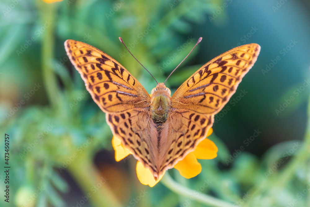 Fototapeta premium The dark green fritillary butterfly collects nectar on flower. Speyeria aglaja is a species of butterfly in the family Nymphalidae.