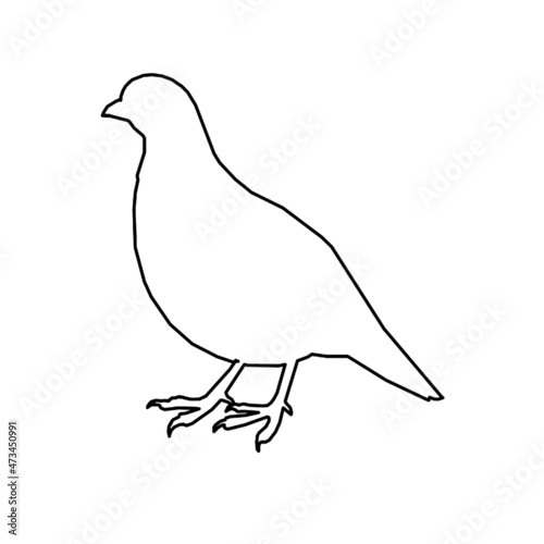 bird pigeon fly 
