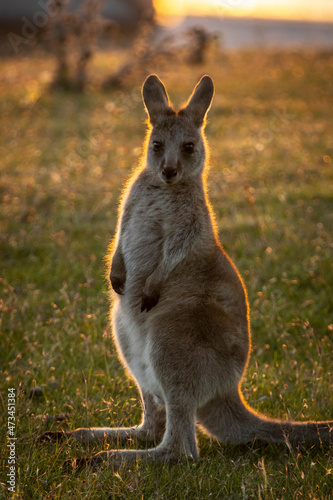 kangaroo in the grass