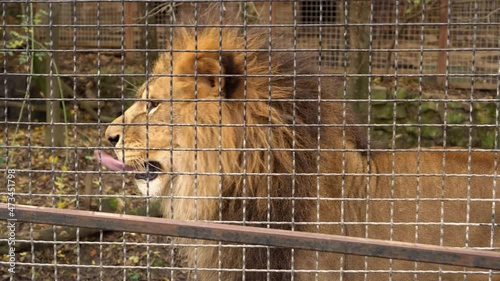 A lion in a cage with sad eyes. Sad mistreated animals caged in a zoo cruelty distress photo