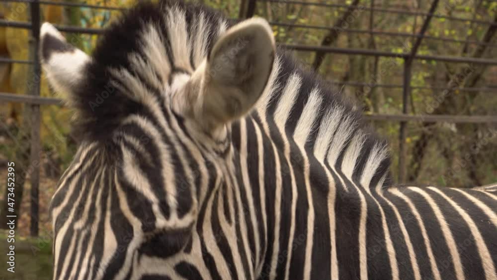 Cheerful zebra smiles at the zoo