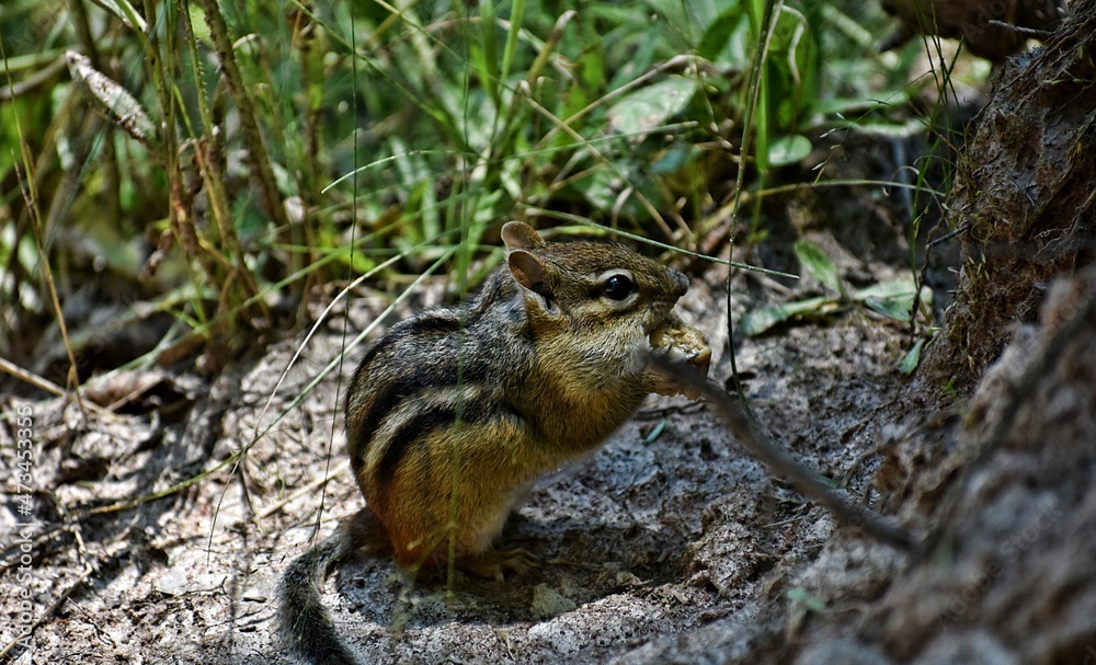 Chipmunk Chipmunk