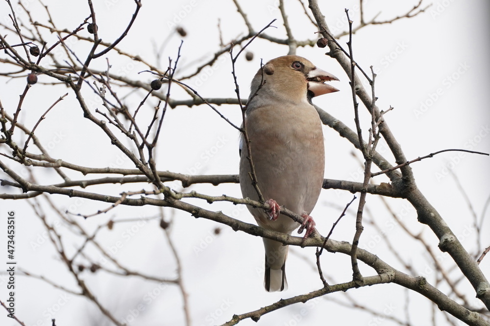 hawfinch on the branch hawfinch on the branch