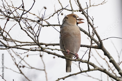 hawfinch on the branch
