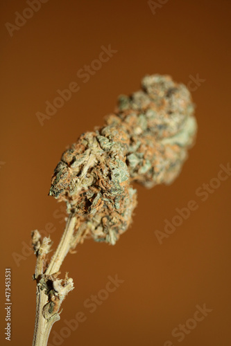 Cannabis sativa big bud family cannabaceae close up modern background high quality big size prints