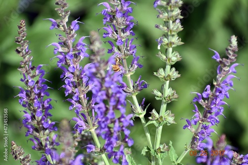 lavender flowers close up