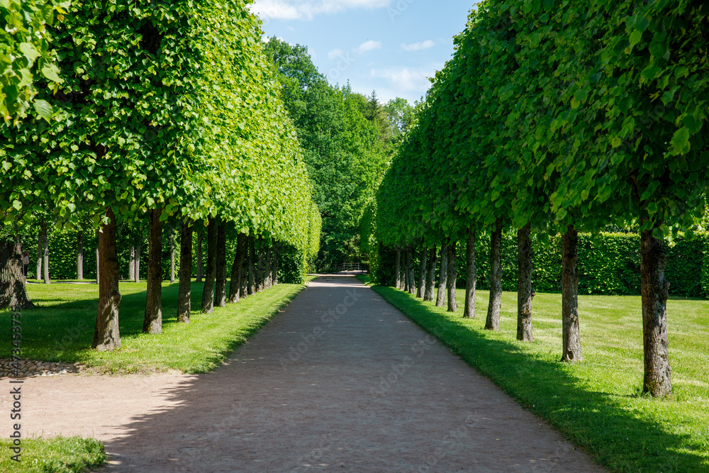 Paths and trimmed trees of Lower Park in Catherine Park in summer cloudly day. Tsarskoye Selo is State Museum-Preserve Paths and trimmed trees of Lower Park in Catherine Park in summer cloudly day. Tsarskoye Selo is State Museum-Preserve