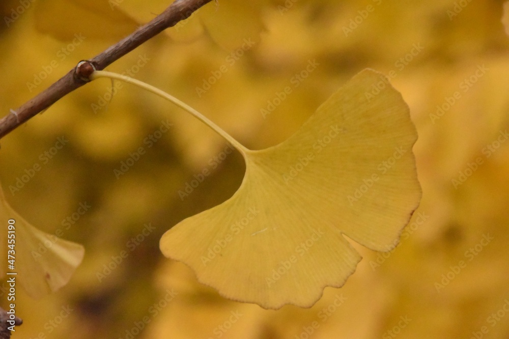 Obraz premium 日本の自然、日本の食べ物