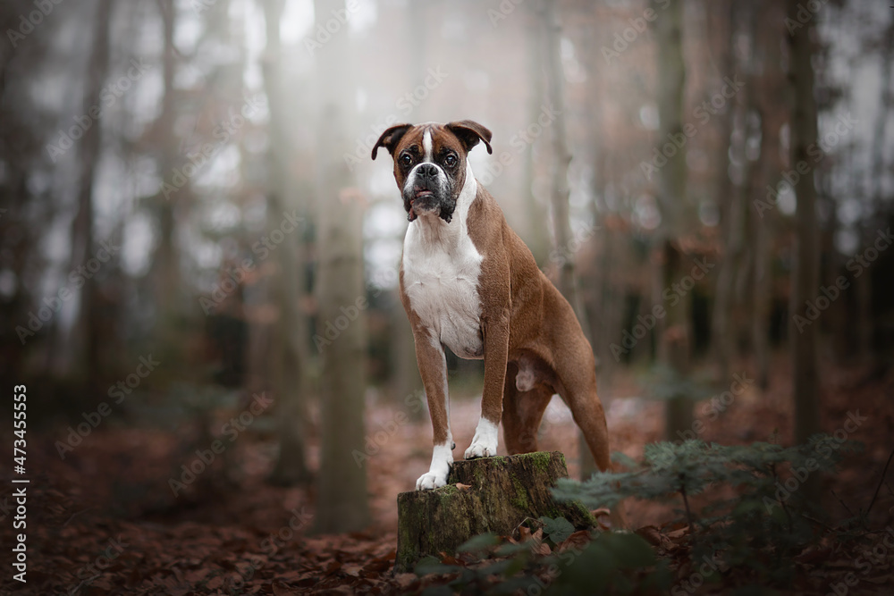 The Boxer is a hunting mastiff developed in Germany